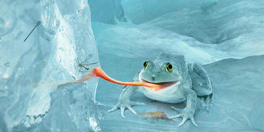 Fictional Arctic Snow Frog Photoshop